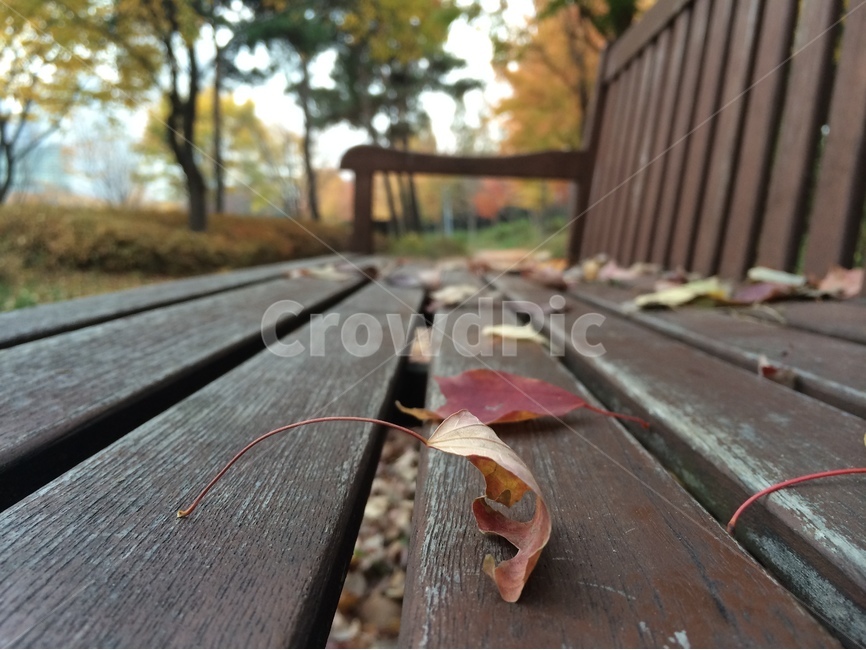 가을,풍경,낙엽,서울숲,휴식,공원,벤치,의자,감성,fall,bench,분위기있는,계절,산책,힐링,스마트폰사진,가을,계절,fall,autumn,season,furniture,가구,park bench,공원 벤치