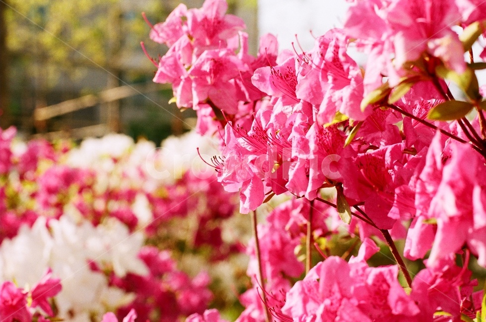 봄,진달래,꽃,필름감성,아날로그,flower,분홍색,풍경,자연,식물,자연,plants,nature,꽃,flower