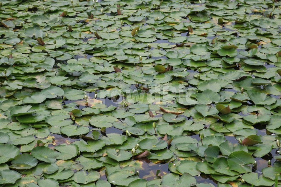 연잎,식물,자연,물,초록,lotusleaf,kayou,plants,shokubutsu,nature,water,mizu,green,midori,식물,자연,plants,nature