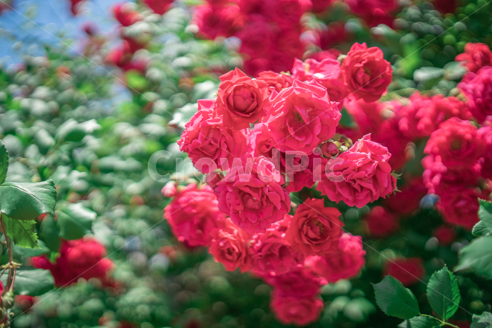장미,하늘,분홍색,꽃잎,rose,싱그러운,식물,자연,plants,nature,꽃,flower