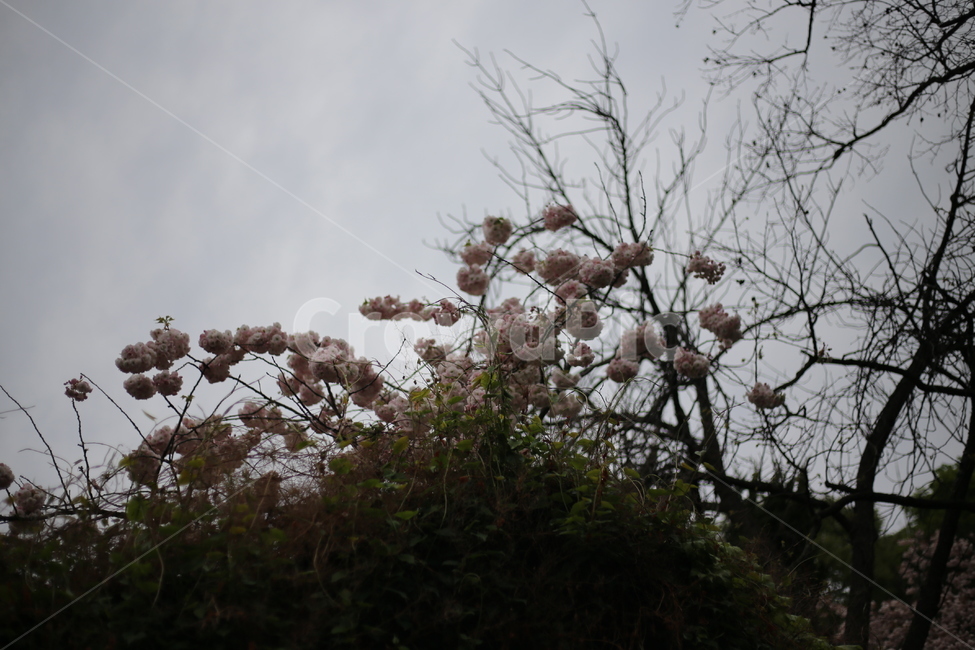 왕벚꽃,벚꽃,꽃,분홍,봄,식물,자연,plants,nature,꽃,flower