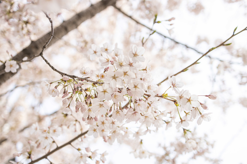 봄,벚꽃,화사한,꽃,flower,blossom,식물,plant,cherryblossom,봄,계절,spring,season