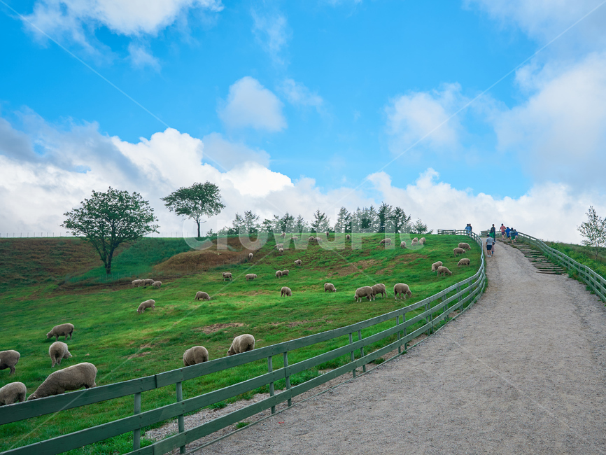 양,양떼목장,강릉,양양,강원도,하늘목장,구름,풍경,산업,industry,industrial,목축업,목장,livestock farming,ranching,pasture