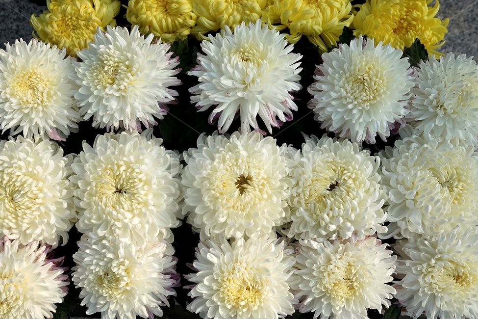 chrysanthemum,국화,가을,흰색,순수,노랑,autumn,fall,white,우아함,elegance,smell,계절,꽃,season,yellow,flower,floral,nobility,고귀함,향기,가을대표,가을감성,식물,자연,plants,nature,꽃,flower