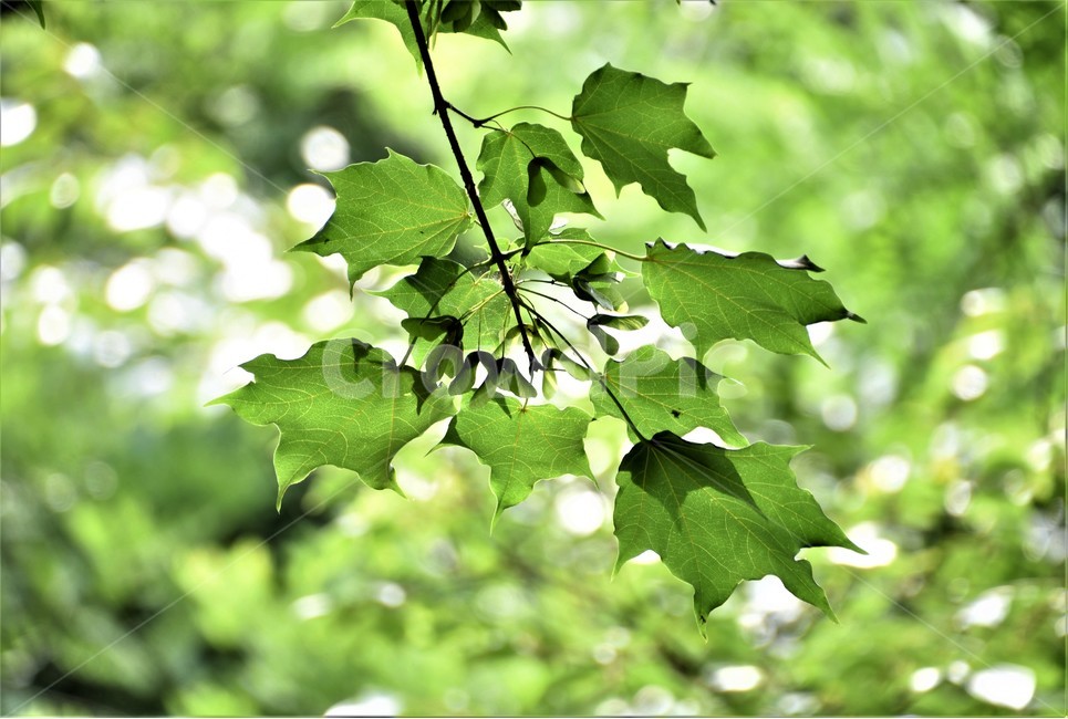 잎파리,식물,역광,푸르름,가지,식물,자연,plants,nature