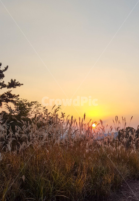 가을,갈대,하늘,노을,sunset,가을,계절,fall,autumn,season,자연,풍경,nature,landscape,grass,잔디,plant,식물,lawn,reed