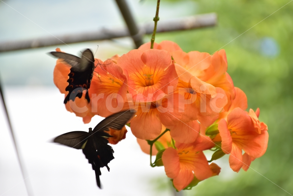 능소화,나비,나비와능소화,한쌍의나비,검은나비,식물,자연,plants,nature,꽃,flower,동물,animal,곤충,벌레,insect,bug