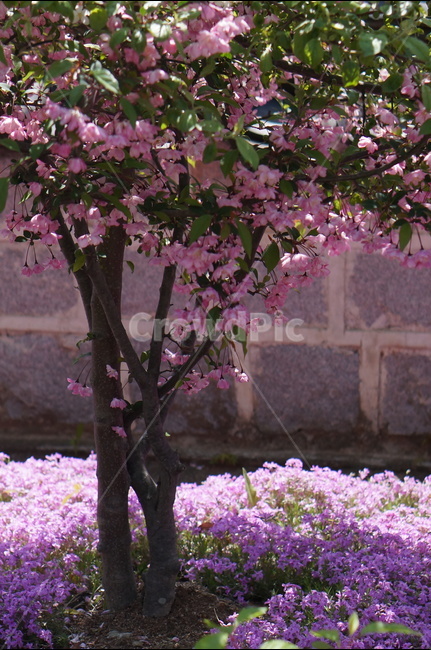나무,잎사귀,초록,봄,햇살,빛비침,따스함,봄,계절,spring,season,식물,자연,plants,nature,꽃,flower,나무,trees,wood,plant,blossom