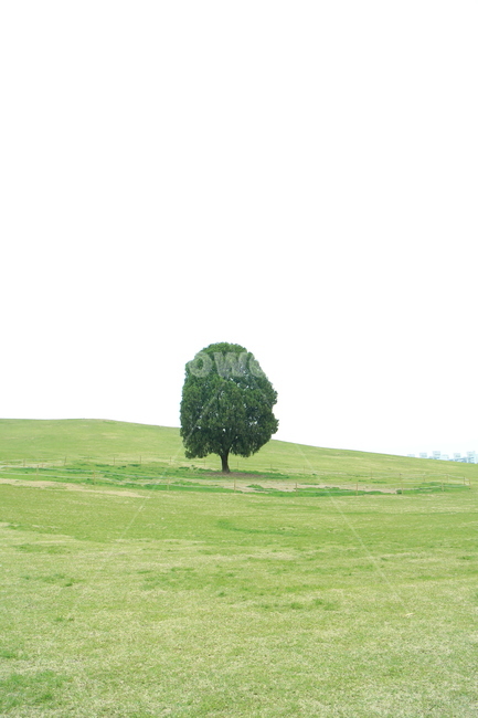 나홀로나무,올림픽공원,나무,koreanlandscape,초원