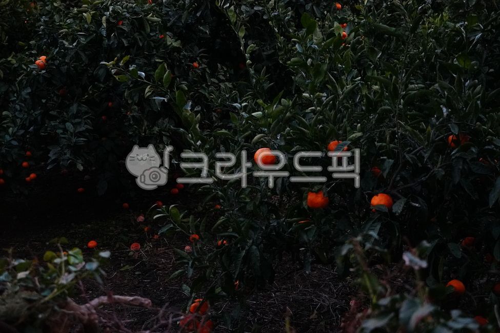 제주도,감귤,감귤농장,감귤나무,citrusfruit