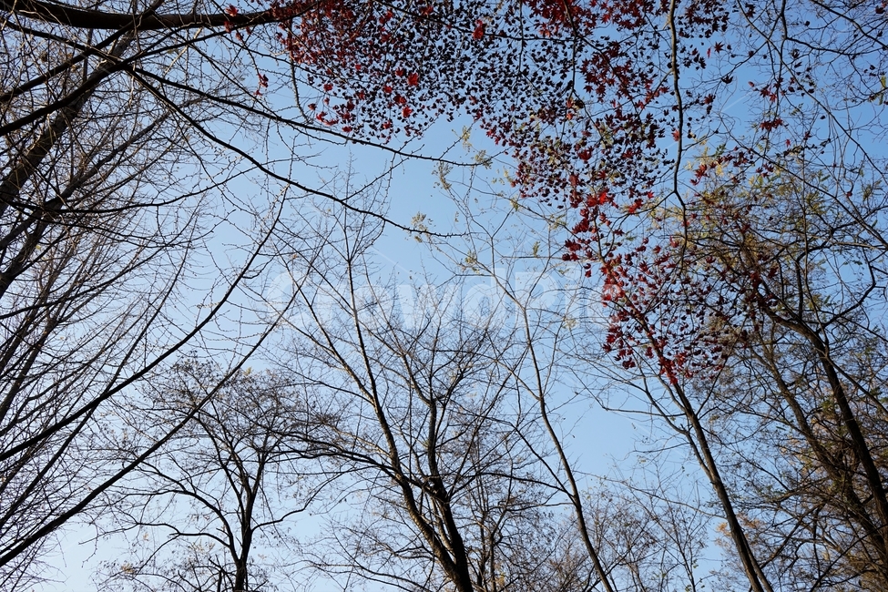가을,단풍,단풍나무,붉은색,자연,화려함,가을풍경,autumn,fall,autumnleaves,plant,nature,계절,나무,븕은색,maple,red,season,colorful,느낌,감성,trees,branches,울긋불긋,자연autumn,mapletree,가을,계절,fall,autumn,season,식물,자연,plants,nature,tree,tree trunk,나무 줄기