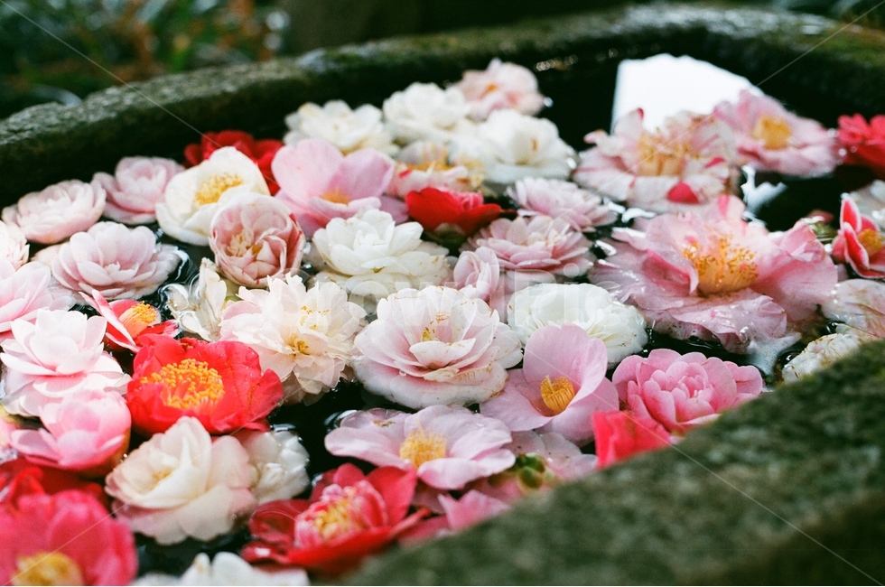 꽃,flower,물,water,자연,동백꽃,분홍색꽃,빨간색꽃,필름사진,꽃,flower