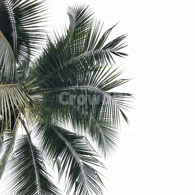 방콕,태국,야자수,나무,풍경,tree,landscape,nature,자연,하늘,palmtree,식물,자연,plants,nature