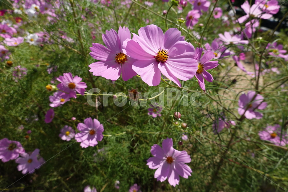 꽃축제,가을꽃,배경화면,자연,flower,autumn,nature,꽃밭,코스모스,가을,계절,fall,autumn,season,식물,자연,plants,nature,꽃,flower,plant,blossom,geranium,제라늄