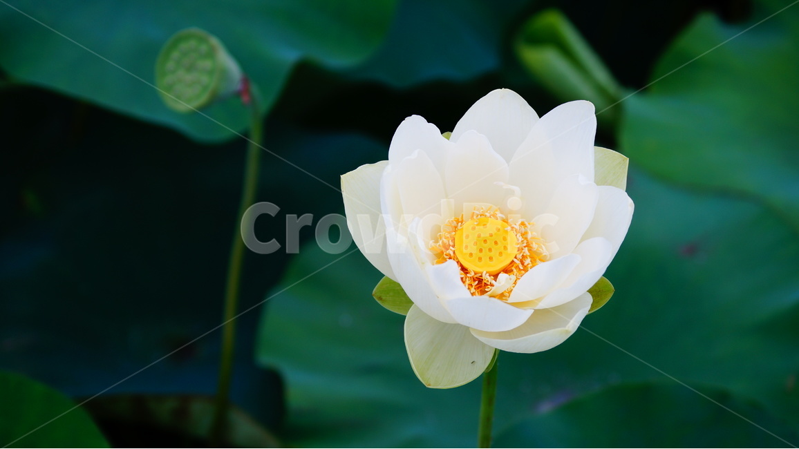 연꽃,꽃,꽃사진,식물,자연,식물,자연,plants,nature,꽃,flower