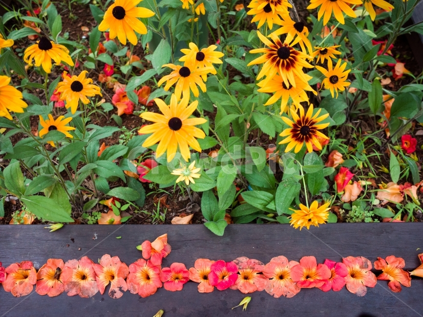 풍경,자연,스냅,꽃,능소화,식물,자연,plants,nature,꽃,flower