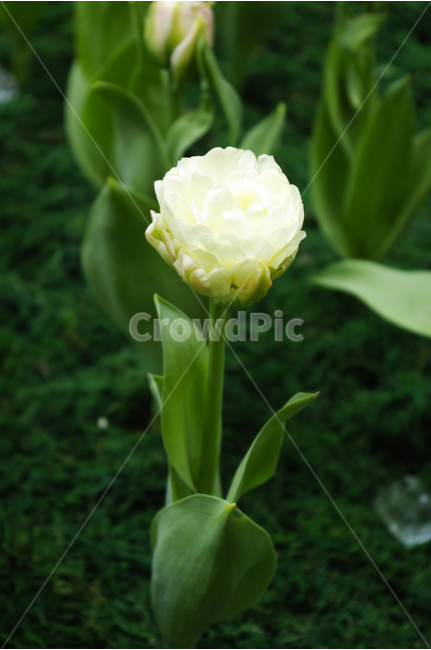 튜울립,식물,flower,plants,nature,꽃,꽃봉오리,식물,자연,plants,nature,꽃,flower