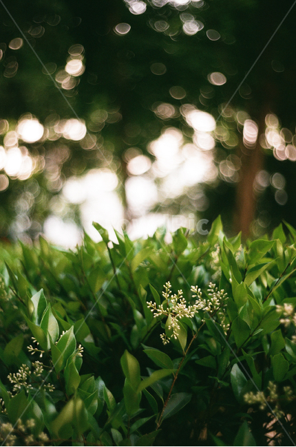 film photography,bokeh,tree,leaf