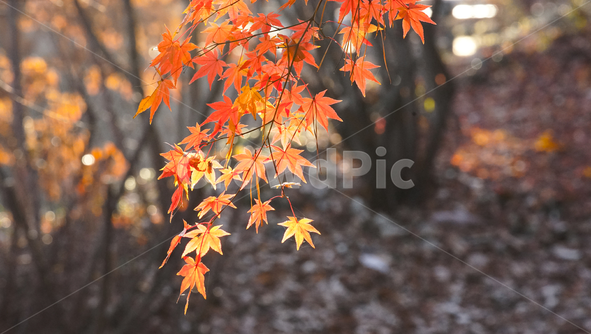 가을,단풍,계절,나무,자연,식물,가을,계절,fall,autumn,season,식물,자연,plants,nature,leaf,잎,plant,tree,maple