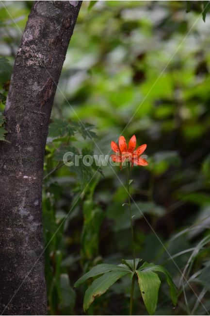 말나리,야생화,식물,자연,꽃,생태,힐링,플라워,wildflower,flower,plants,nature,season,감성,느낌,emotion,feeling,여름,여러해살이풀,산형과,백합과,백합속,주황색,식물,자연,plants,nature,꽃,flower