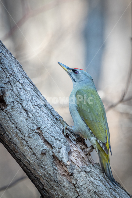 청딱따구리,딱따구리과,새,텃새,산새,동물,animal,조류,새,birds