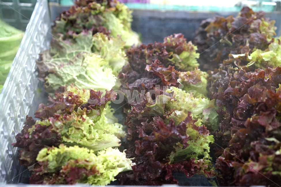 vegetables,야채,채소,신선한,유기농,식품,건강,상추,자연,채식,채식주의자,녹색,마트,시장,음식,식재료,요리,food,cook,meal,dishes,food reserves,채소,야채,vegetables