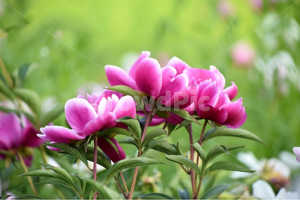 작약,작약꽃,꽃작약,봄꽃,봄,식물,자연,plants,nature,꽃,flower