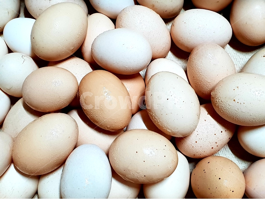 계란,달걀,egg,생명,신비,유정란,신선한,배경,배경이미지,배경화면,음식,식료품,음식,식재료,요리,food,cook,meal,dishes,food reserves