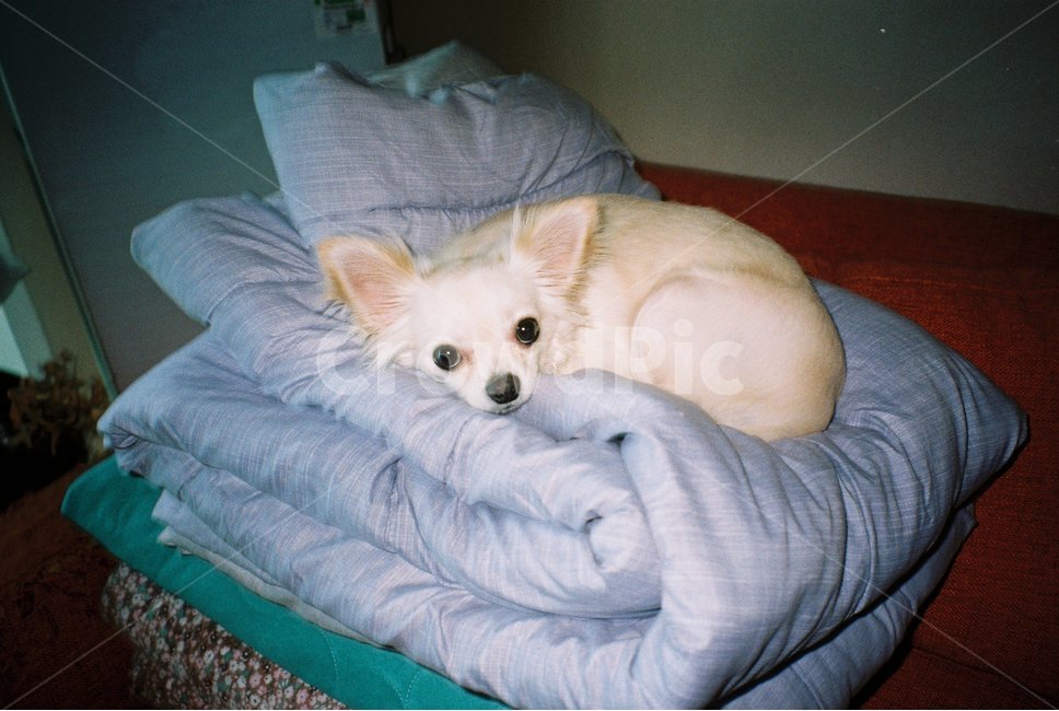 필름사진,필름,강아지,반려견,감성사진,감성,애완견,개,애완동물,포유류,pet,animal,동물,dog,동물,animal,포유류,mammal,개,강아지,dog,doggy