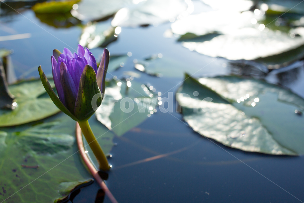 수련,plant,식물,blossom,flower,꽃,lily,식물,자연,plants,nature,꽃,flower