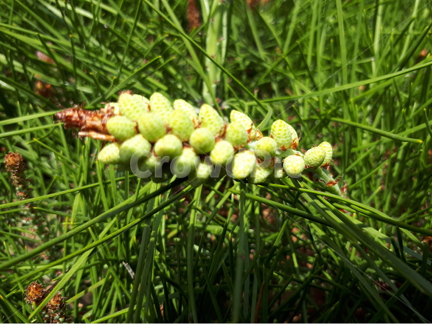 소나무,소나무꽃,소나무잎,송진,자연,녹색,푸르름,송편,송편잎,식물,자연,plants,nature