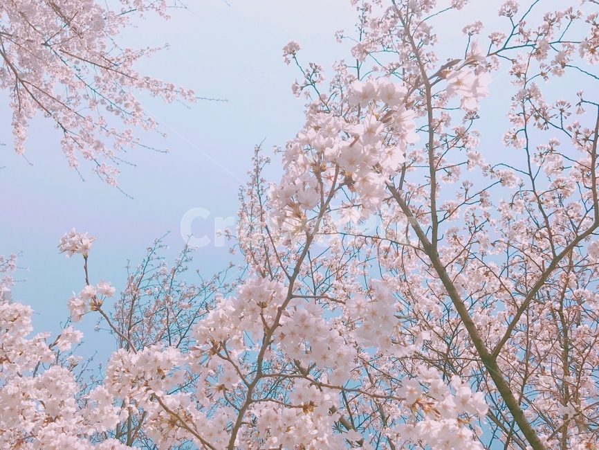 벚꽃,벚나무,봄,꽃,핑크,감성사진,감성