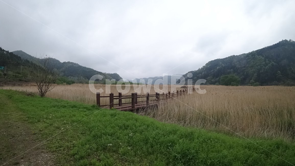 갈대숲,갈대,초록,가을,쓸쓸한,자연,풍경,nature,landscape,outdoors,옥외,field,들,grassland,목초지