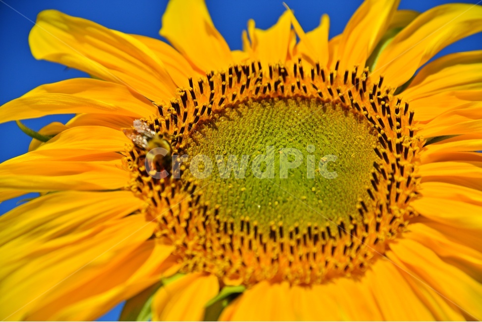 plant,식물,blossom,flower,꽃,bee,벌,apidae,양서류,invertebrate,무척추동물,animal,동물,곤충,insect,해바라기