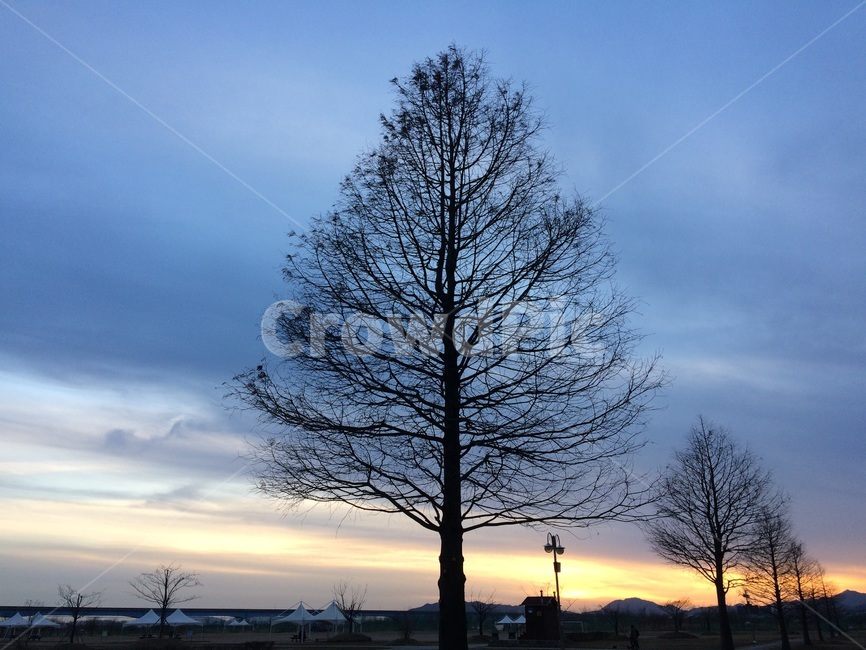 하늘,나무,나뭇가지,해질녘,푸른하늘,선셋,공원,하늘공원,해,햇빛,햇살,sky,tree,sunset,sun,sunshine