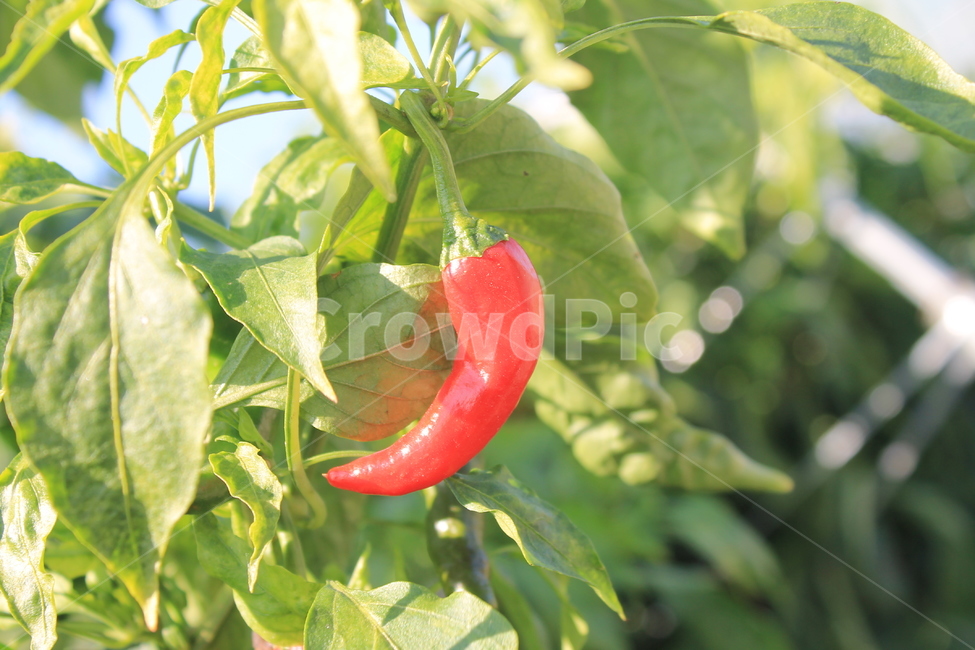 고추,붉은고추,chilly,plant,식물,과일,열매,fruit