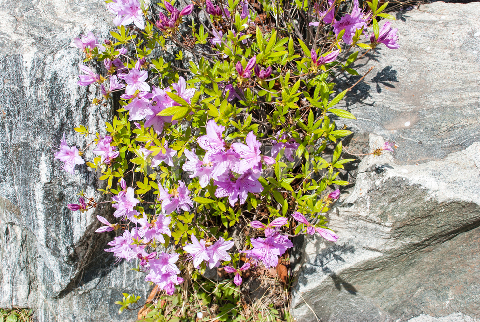 산철쭉,철쭉,봄,꽃,생화,공원,식물,조경,분홍,spring,season,flowe,만개,만발,자연,향기,아름다운,화사한,나뭇가지,봄꽃,돌,봄,계절,spring,season,식물,자연,plants,nature,꽃,flower,plant,blossom,geranium,제라늄