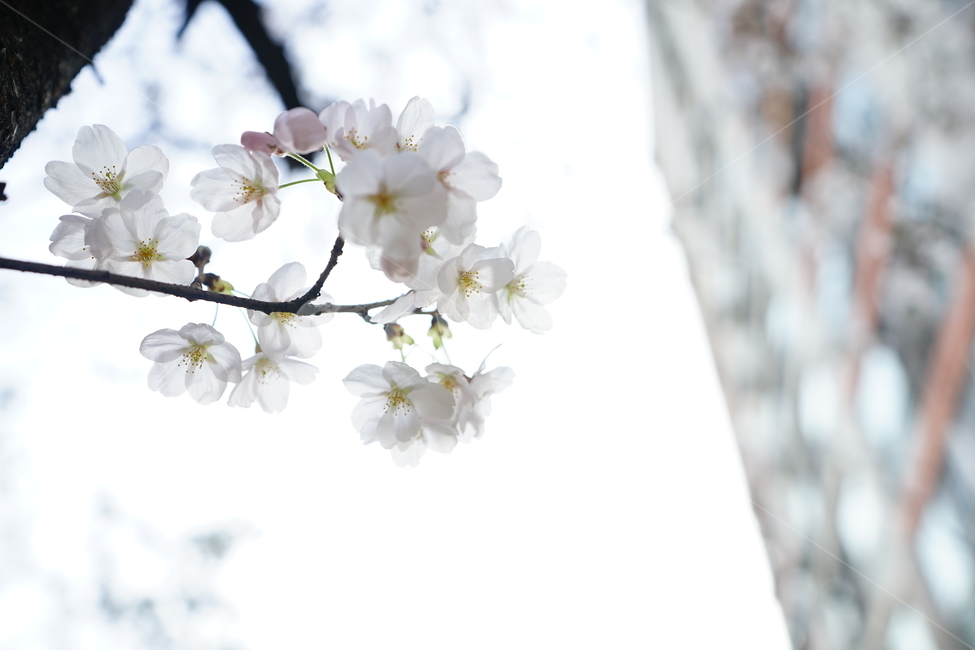 spring,spring flowers,Cherry Blossom,flower photo,nature,plant,life,flower,Emotional photo