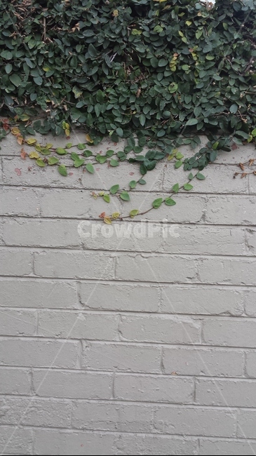 넝쿨,ivy,담벼락,넝쿨식물,회색,outdoors,식물,자연,plants,nature