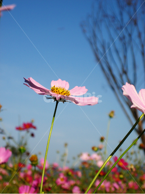 코스모스,가을,파란하늘,분홍꽃,예쁜꽃,fall,autumn,bluesky,plant,식물,식물,자연,plants,nature,꽃,flower