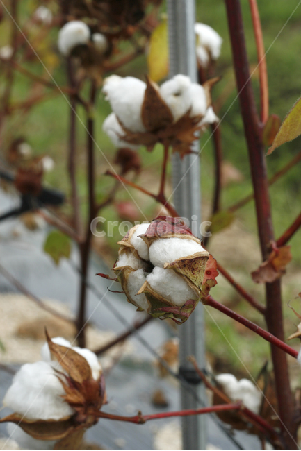 목화,목화꽃,가을,면화,솜,식물,자연,plants,nature,꽃,flower