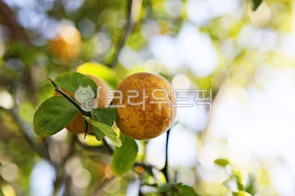 탱자,탱자나무,과실,가시,열매,음식,먹거리,식재료,가을,추수,수확,노란색