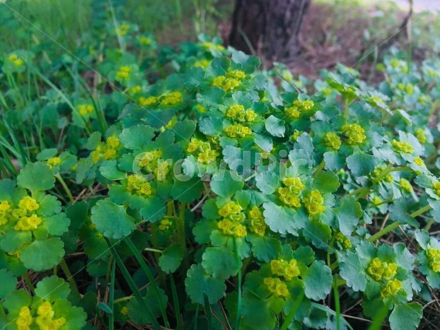 풀,꽃,식물,풀잎,녹색,봄,싱그러움,식물,자연,plants,nature