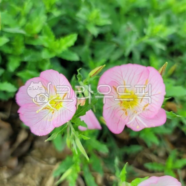 oenotheraspp,Needleflower,blossom,plant,evening primrose,fall flowers,wild flowers,Moonflower,Emotional photo,flower