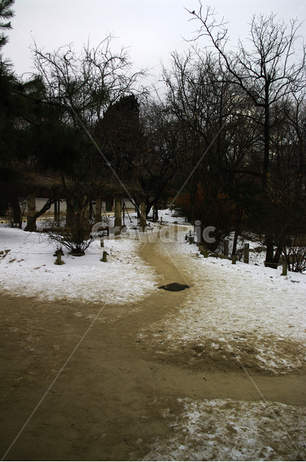 겨울,winter,풍경,설경,눈,나무,식물,plant,겨울,계절,winter,season,자연,풍경,nature,landscape,tree,outdoors,옥외