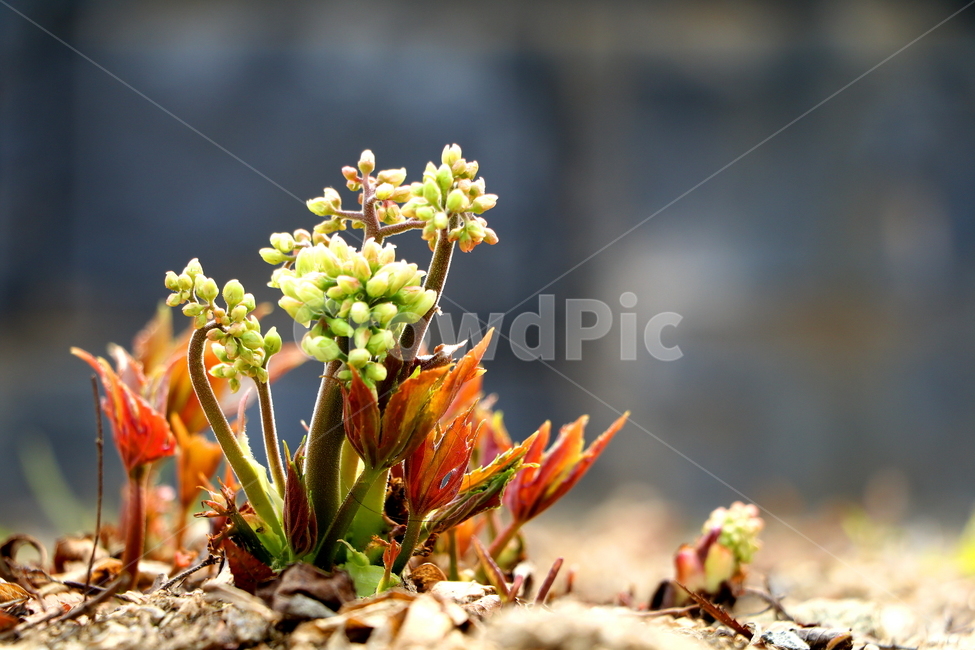 식물,꽃,봄,계절,풍경,식물,자연,plants,nature