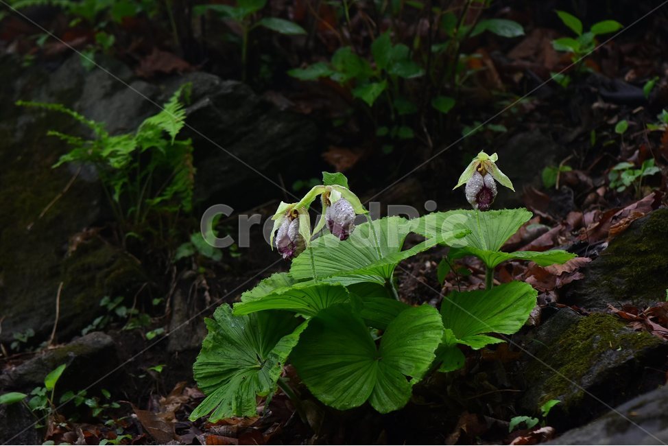 광릉요강꽃,멸종위기,난초과,복주머니란속,야생화,1급,희귀,봄,꽃,plant,wild,flower,자연,생태,식생,풀꽃,식물,식물,자연,plants,nature,꽃,flower