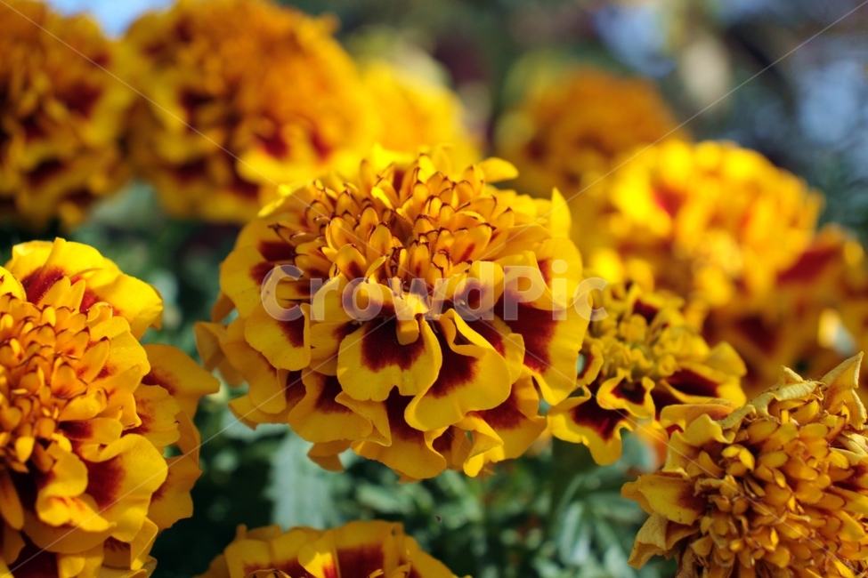plant,식물,flower,꽃,blossom,petal,꽃잎,pollen,화분,yellow,red,식물,자연,plants,nature,꽃,flower