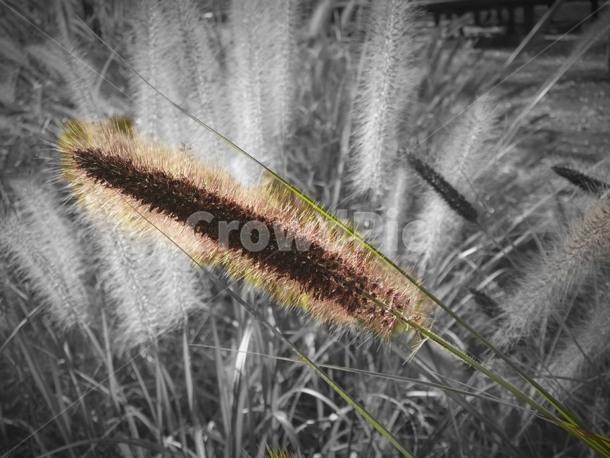 갈대,reed,plant,grass,잔디,식물,lawn,brown,가을,fall,가을,계절,fall,autumn,season,식물,자연,plants,nature