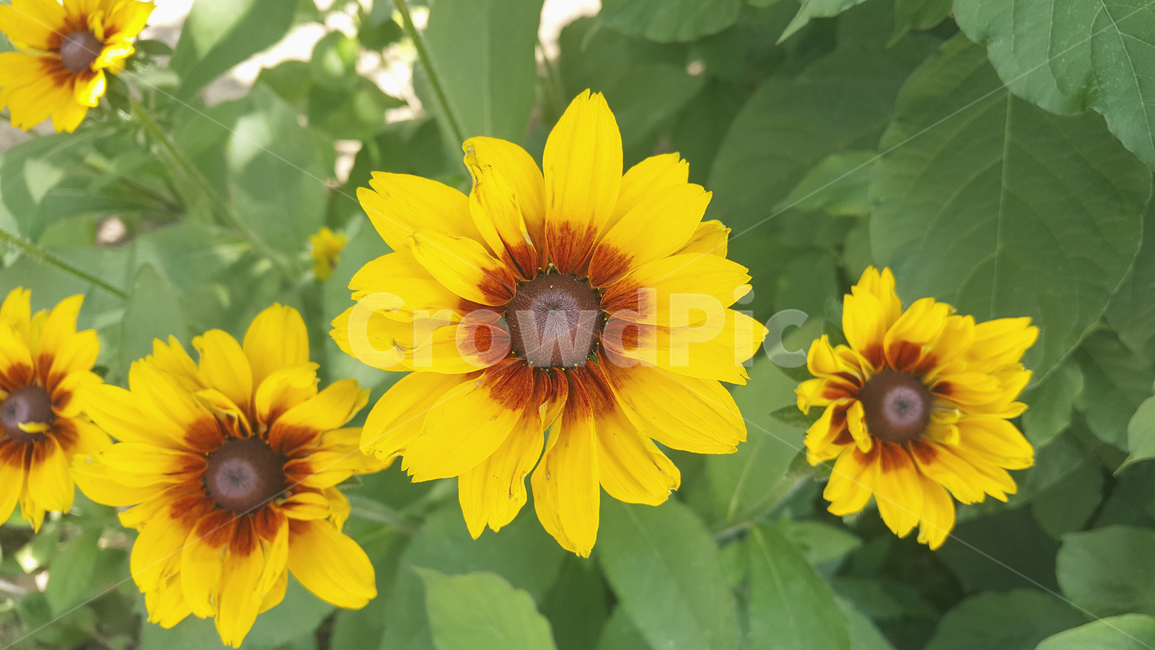 노랑,노란꽃,들꽃,야생화,꽃,자연,식물,꽃배경,해바라기,yellow,yellowflower,wildflower,flowers,plants,nature,flowerbackground,background,sunflower
